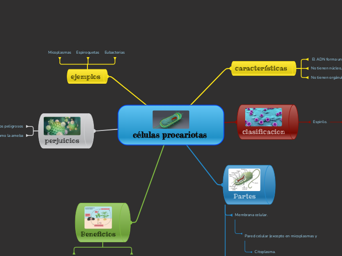 células procariotas 
 - Mapa Mental