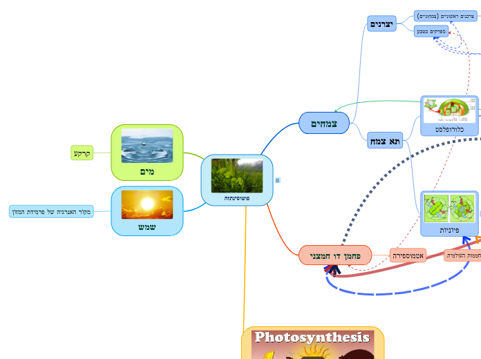פוטוסינתזה - Mind Map