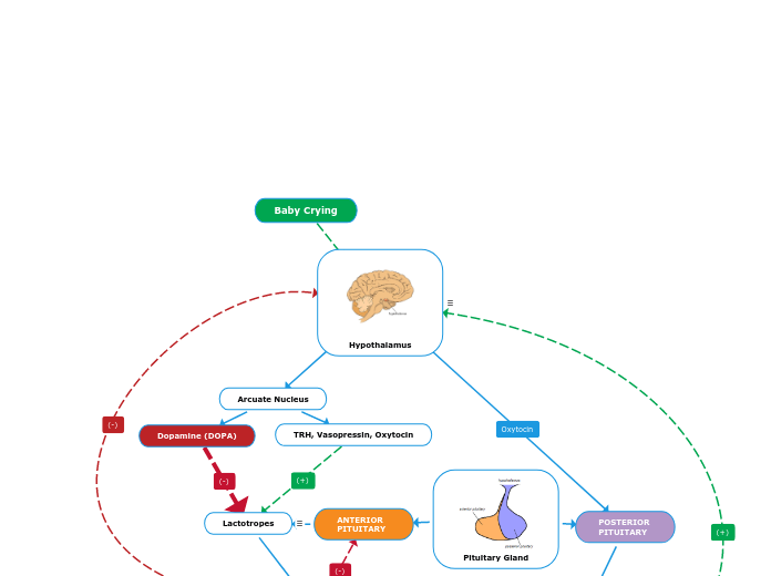 Hypothalamus - Mind Map