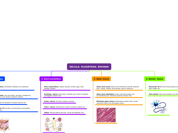 ZELULA- ELKARTEAK. EHUNAK - Mind Map