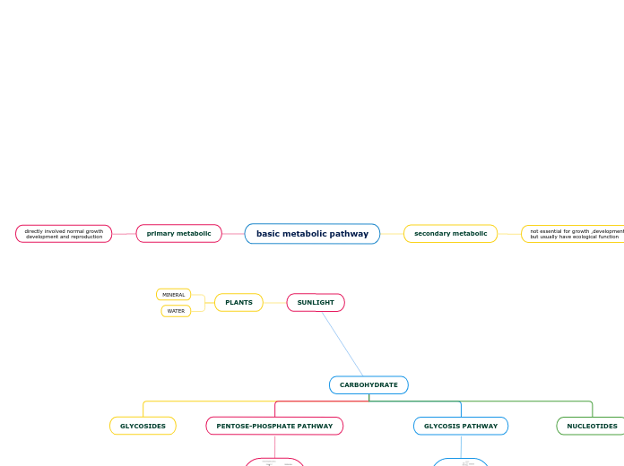 basic metabolic pathway - Mind Map