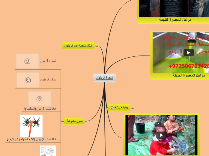 شجرة الزيتون - Mind Map