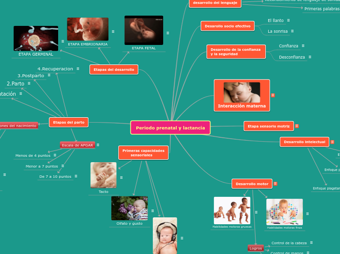 Periodo prenatal y lactancia - Mind Map