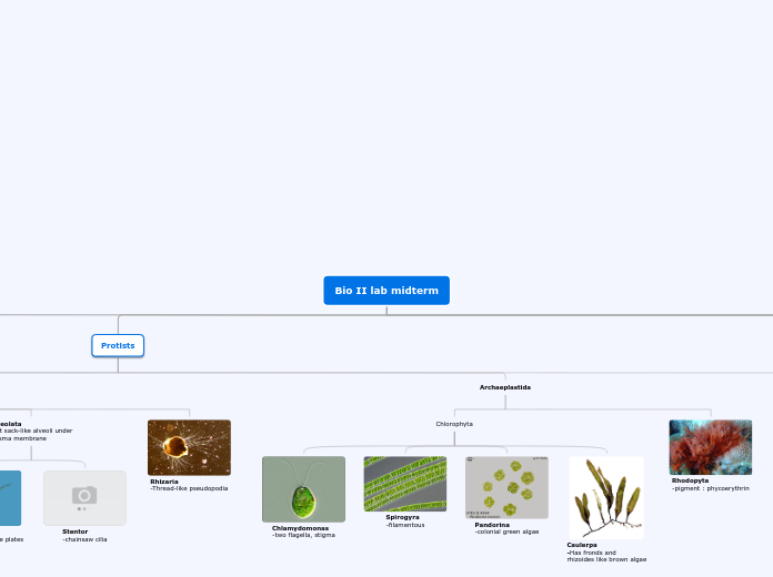Bio II lab midterm - Mind Map