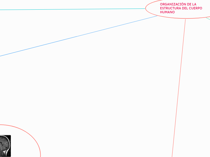 ORGANIZACIÓN DE LA ESTRUCTURA DEL CUERPO HUMANO