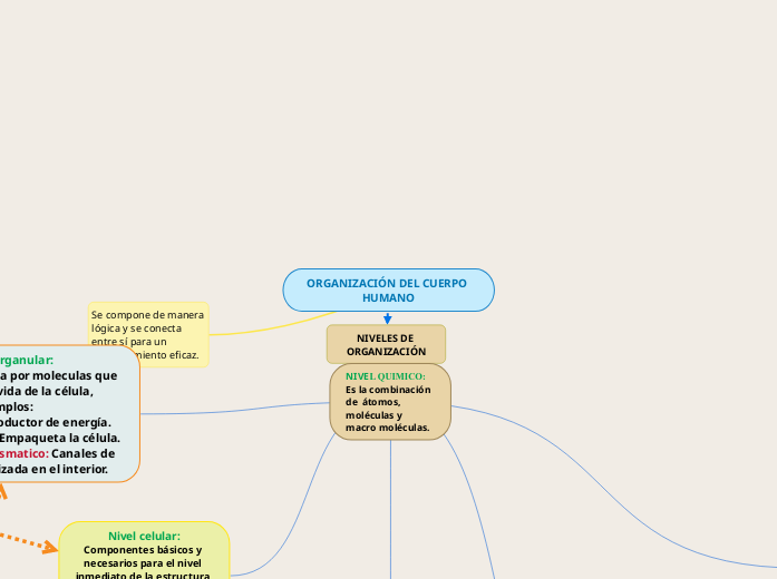 ORGANIZACIÓN DEL CUERPO HUMANO