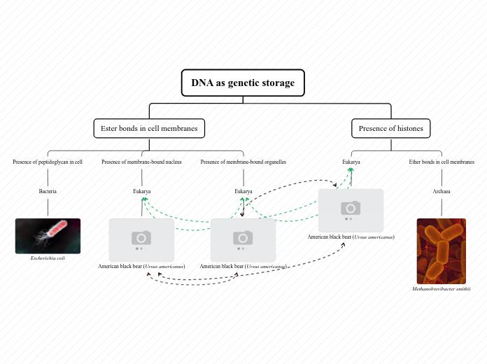 DNA as genetic storage - Mind Map