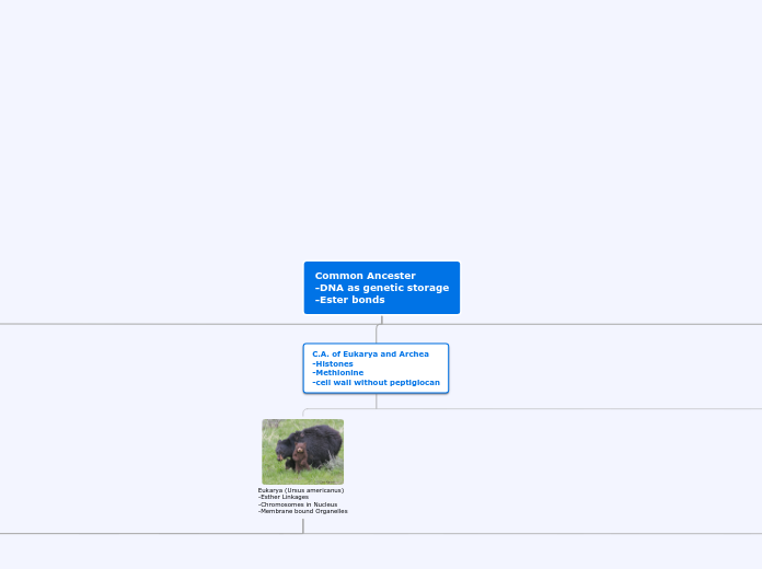 Common Ancester
-DNA as genetic storage
-E...- Mind Map