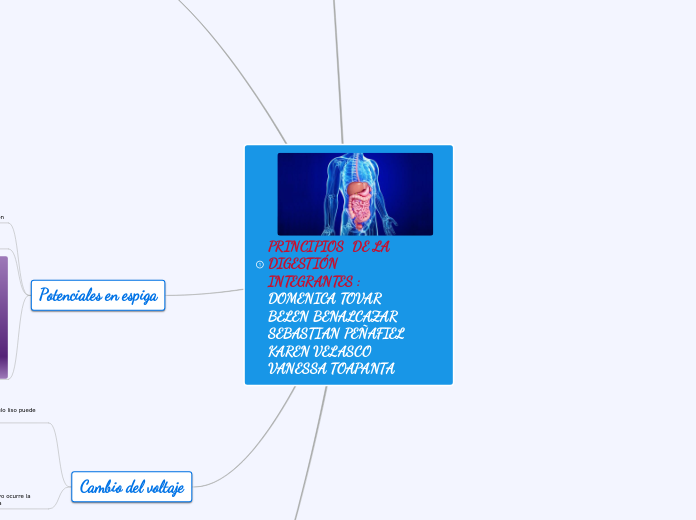 PRINCIPIOS  DE LA DIGESTIÓN            ...- Mapa Mental