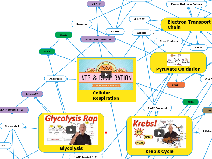 Cellular Respiration - Mind Map