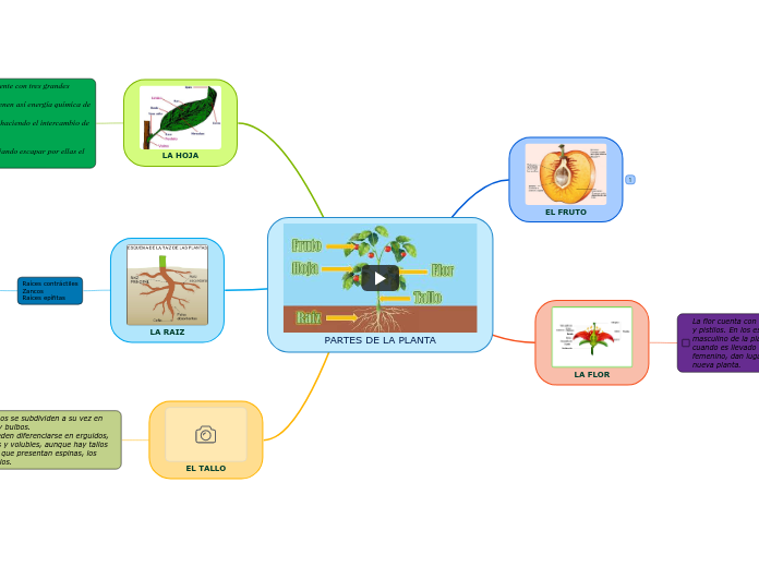 PARTES DE LA PLANTA - Mapa Mental
