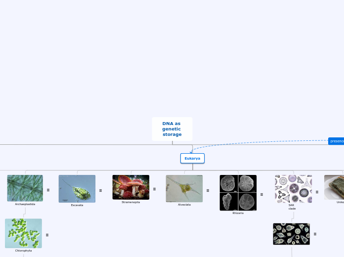 DNA as genetic storage - Mind Map