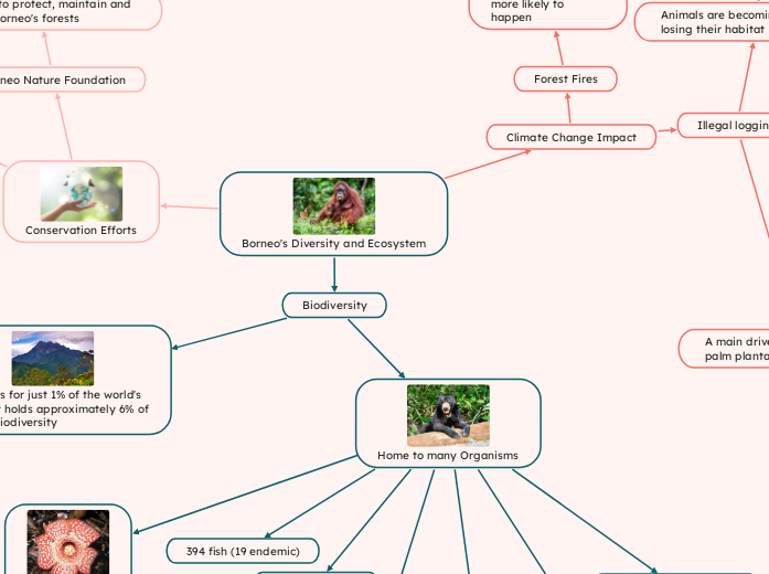 Borneo's Diversity and Ecosystem - Mind Map