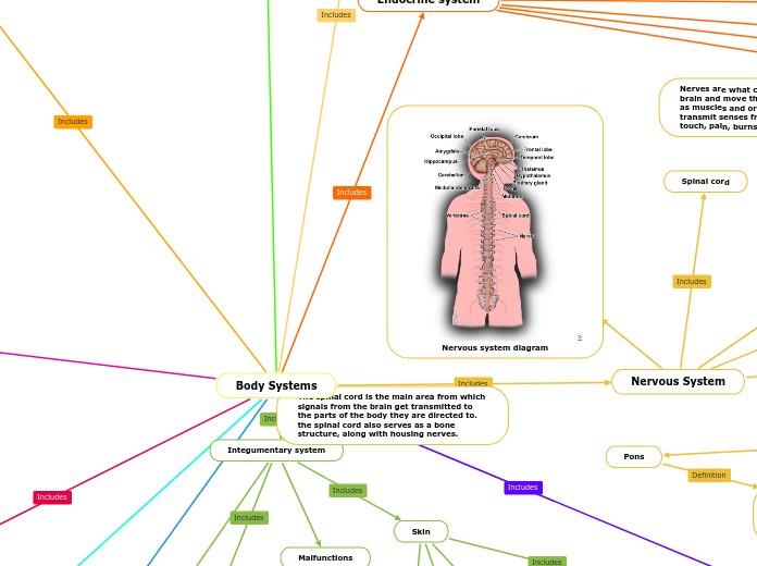 Body Systems - Mind Map