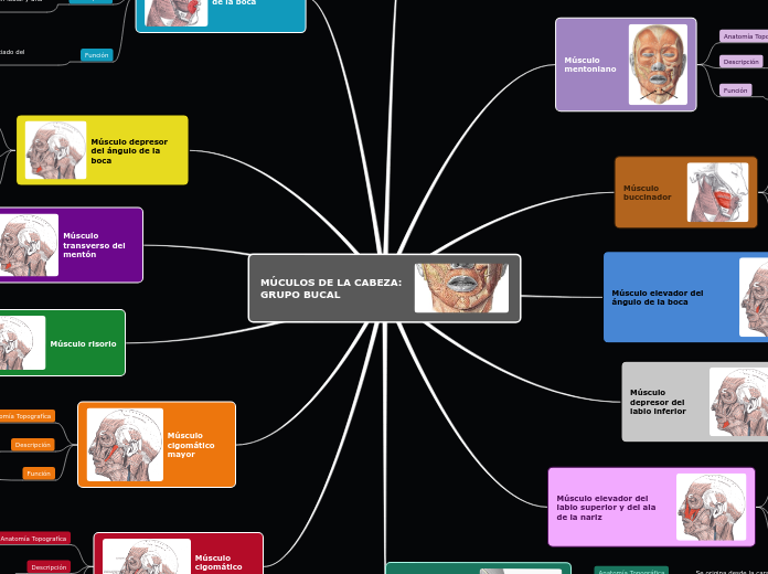 MÚCULOS DE LA CABEZA: 
GRUPO BUCAL - Mapa Mental