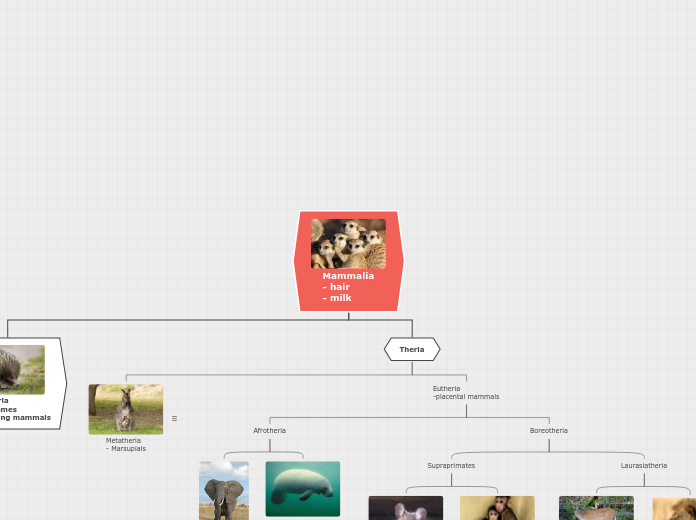 Mammalia
- hair
- milk - Mind Map