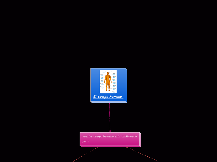 El cuerpo humano  - Mapa Mental