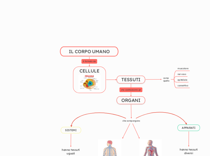 IL CORPO UMANO