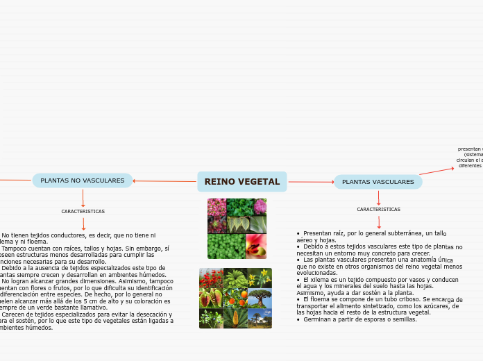 REINO VEGETAL - Mapa Mental