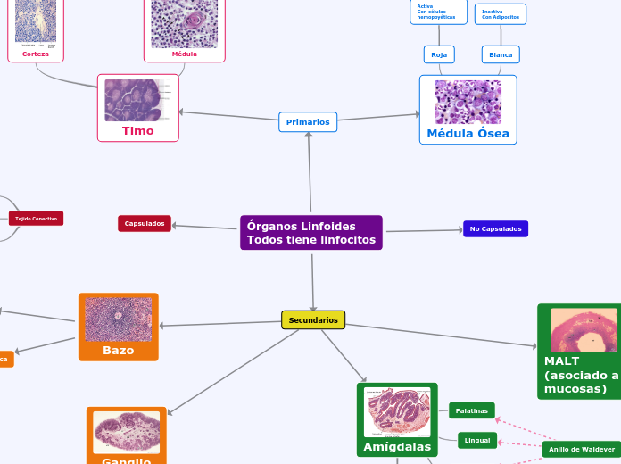 Órganos Linfoides
Todos tiene linfocito...- Mapa Mental