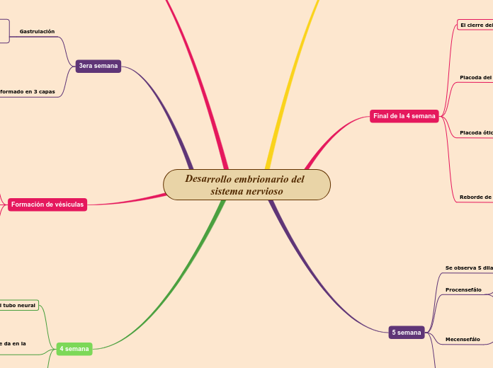 Desarrollo embrionario del             ...- Mapa Mental