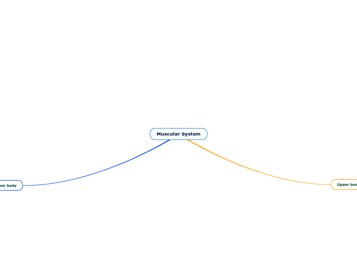 Muscular System - 思維導圖