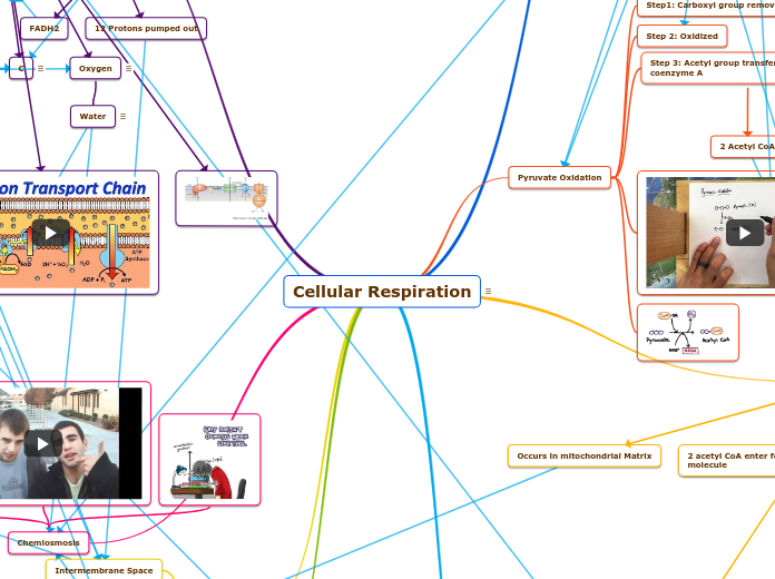 Cellular Respiration - Mind Map