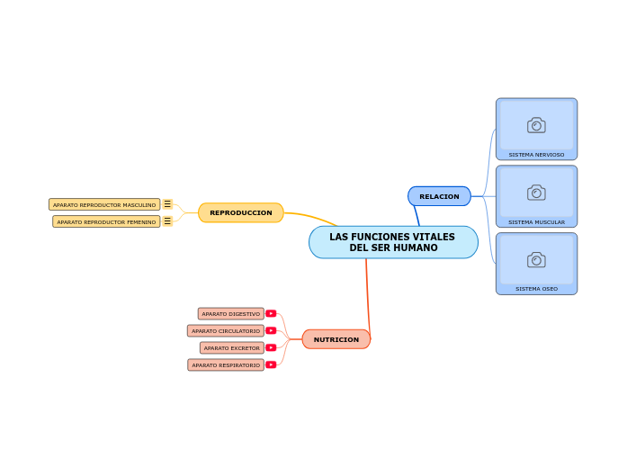 LAS FUNCIONES VITALES DEL SER HUMANO - Mind Map
