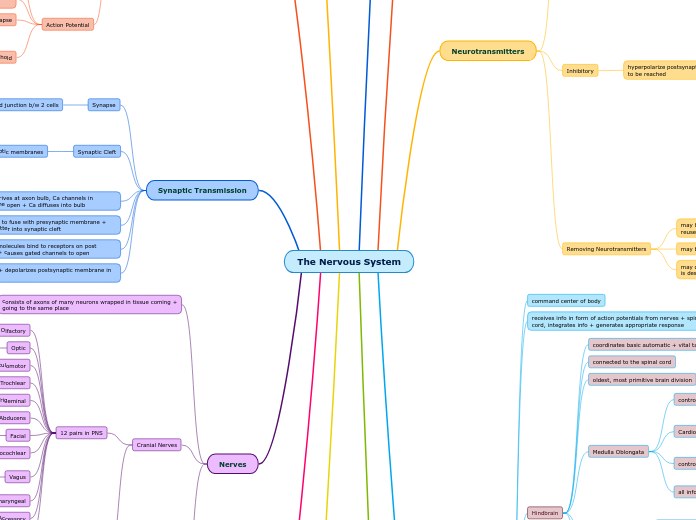The Nervous System - Mind Map