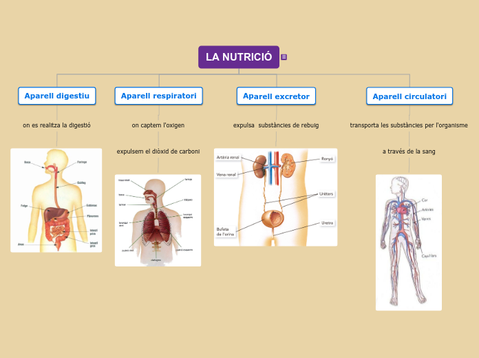 LA NUTRICIÓ - Mapa Mental
