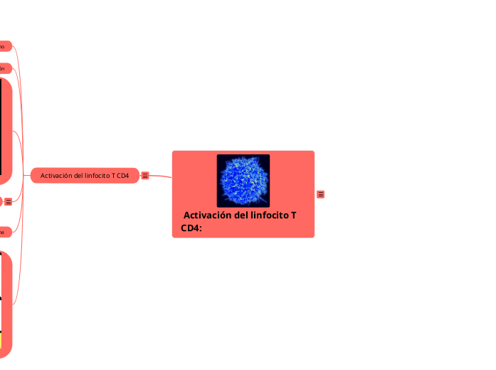 Mapa mental sobre la activación del linfocito T CD4: