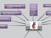 CORAZON Y SUS PARTES - Mapa Mental