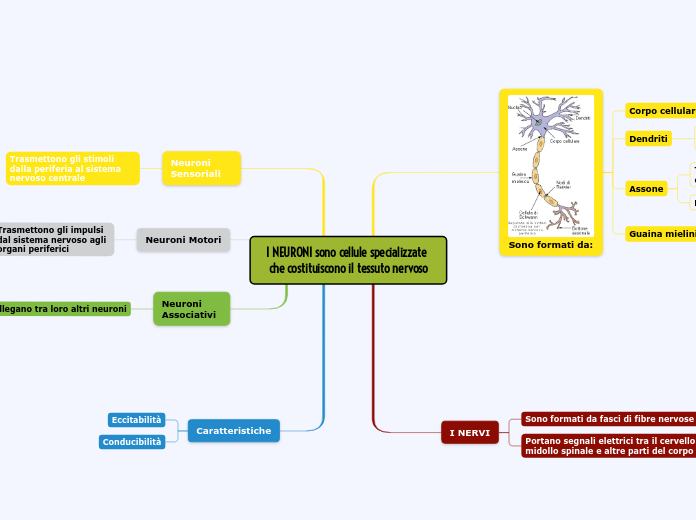 I NEURONI sono cellule specializzate ...- Mappa Mentale