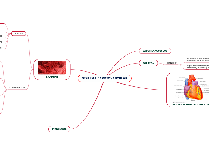 SISTEMA CARDIOVASCULAR - Mapa Mental