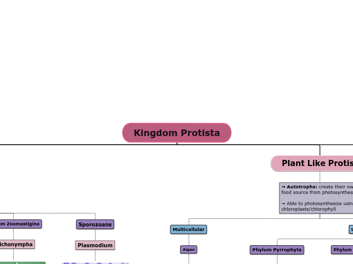 Kingdom Protista Mind Map