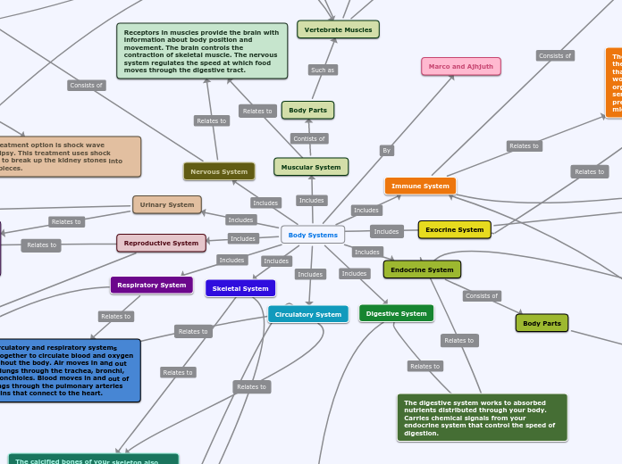 Body Systems Concept Map - Mind Map