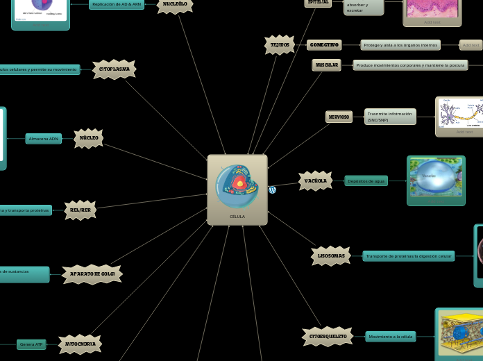 CÉLULA - Mapa Mental