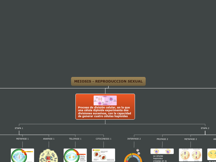 MEIOSIS - REPRODUCCION SEXUAL - Mapa Mental