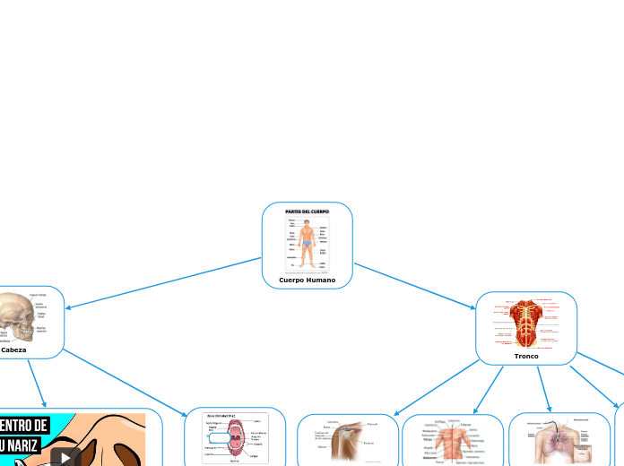 Cuerpo Humano - Mapa Mental