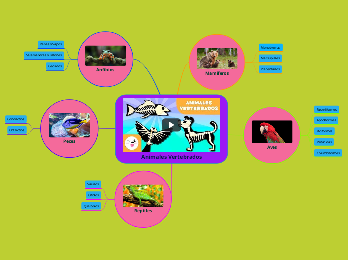 Animales Vertebrados - Mapa Mental