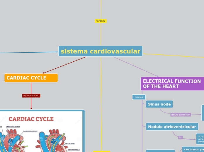 sistema cardiovascular - Mapa Mental
