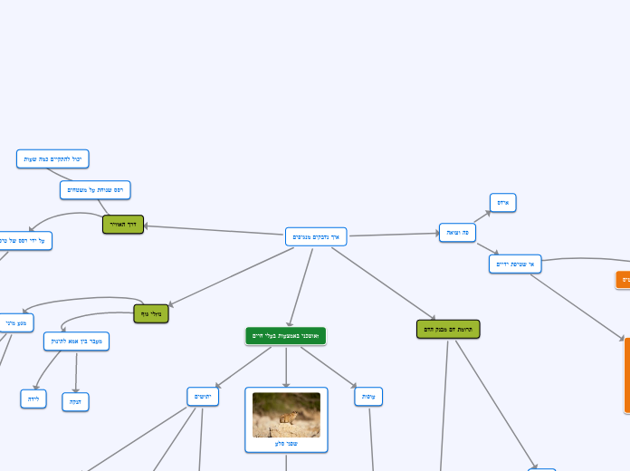 איך נדבקים מנגיפים - Mind Map