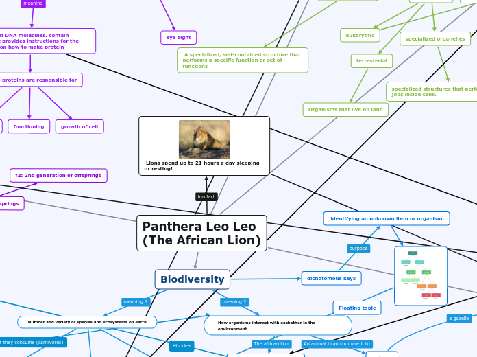 Panthera Leo Leo(The African Lion) - Mind Map