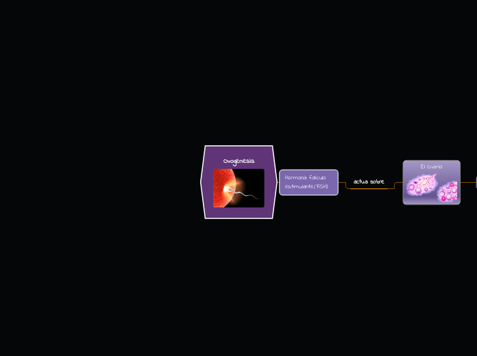 Ovogenesis - Mind Map