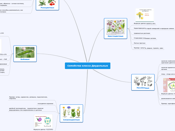 Семейства класса Двудольные - Мыслительная карта