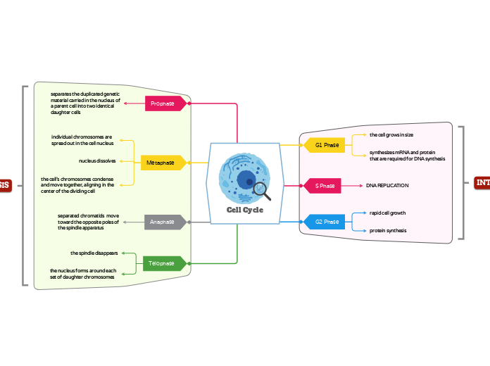 Cell Cycle 