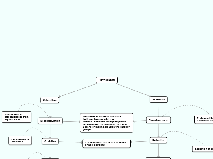 METABOLISM - Mind Map