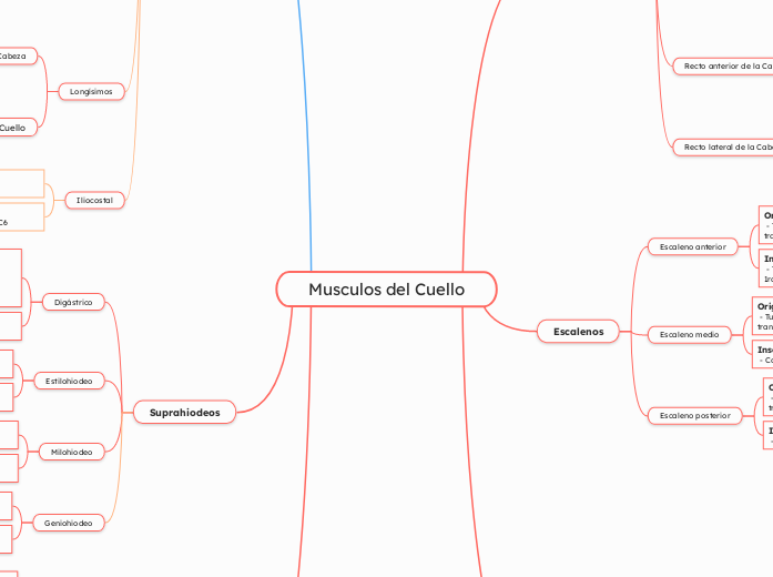 Musculos del Cuello