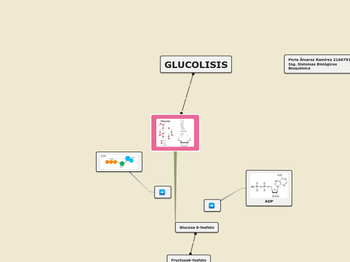 Mapa Mental Muestra - Mind Map
