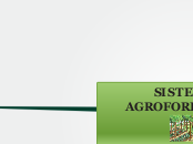 SISTEMAS AGROFORESTALES - Mapa Mental